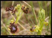 Ophrys-speculum-&-aesculapii4