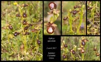 Ophrys-speculum