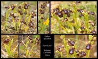 Ophrys-speculum2