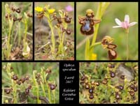 Ophrys-speculum3