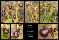 Ophrys-speculum4