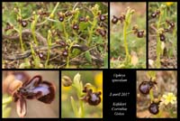 Ophrys-speculum5