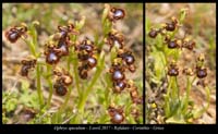 Ophrys-speculum6