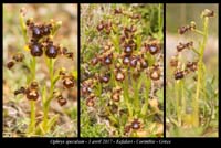 Ophrys-speculum7