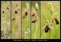 Ophrys-spruneri