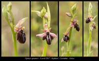 Ophrys-spruneri2