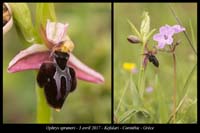 Ophrys-spruneri3