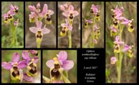 Ophrys-tenthredinifera-ssp-villosa