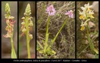 Orchis-anthropophora,-italica-&-pauciflora