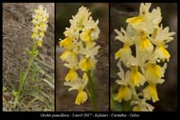 Orchis-pauciflora