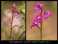 Orchis-quadripunctata
