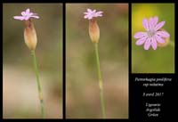 Petrorhagia-prolifera-ssp-velutina