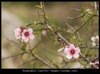 Prunus-dulcis