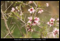 Prunus-dulcis2
