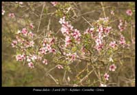 Prunus-dulcis3