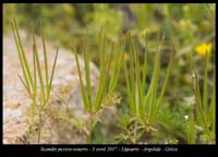 Scandix-pecten-veneris