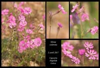 Silene-colorata