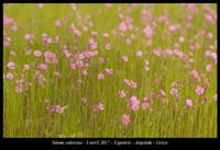 Silene-colorata2