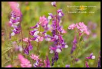 Vicia-villosa-&-Silene-colorata