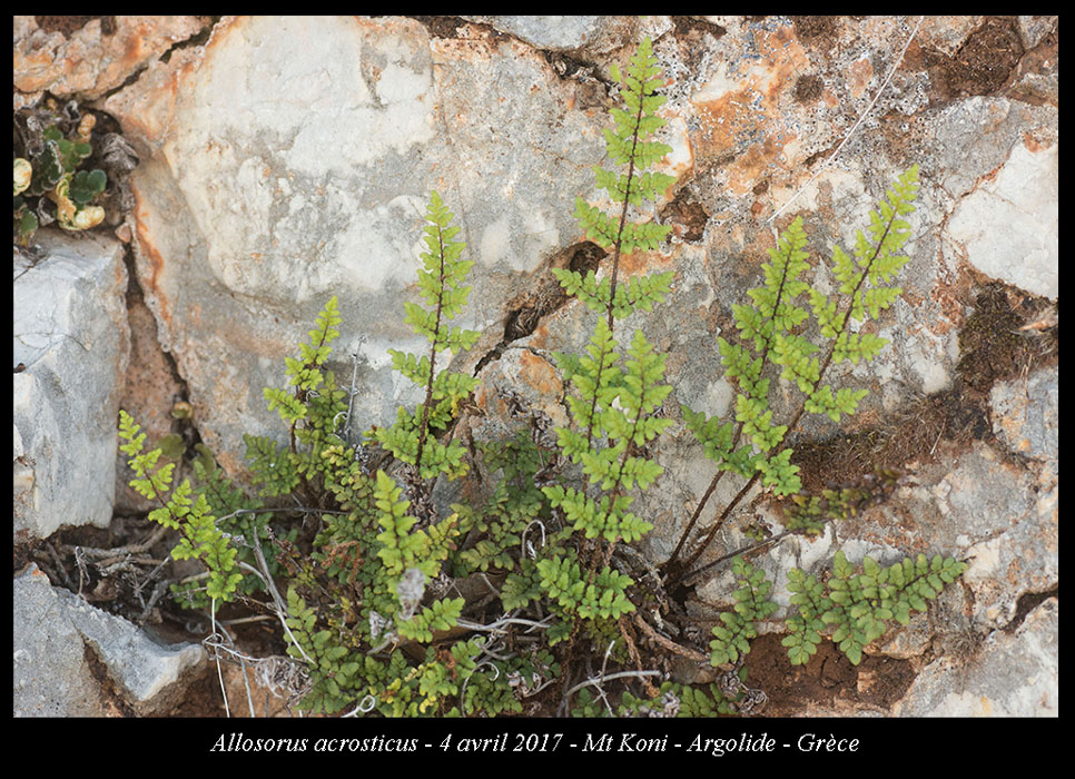 Allosorus-acrosticus2
