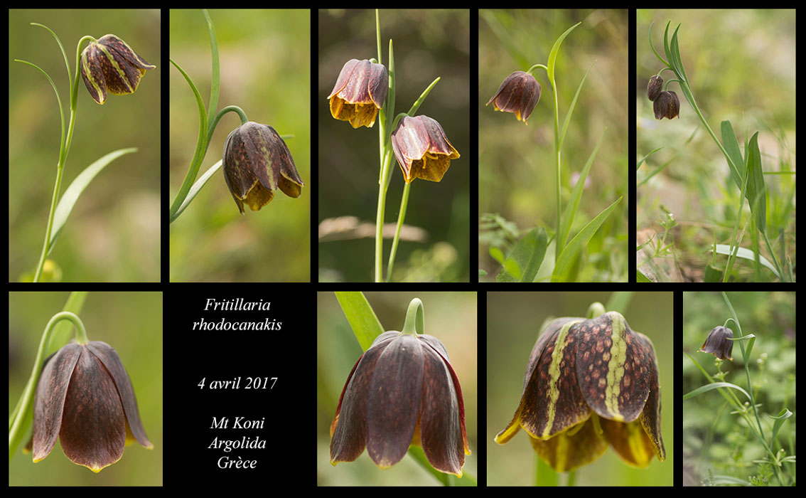 Fritillaria-rhodocanakis2