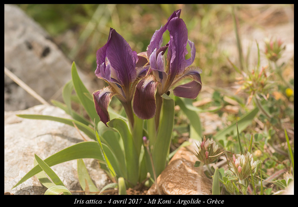Iris-attica2