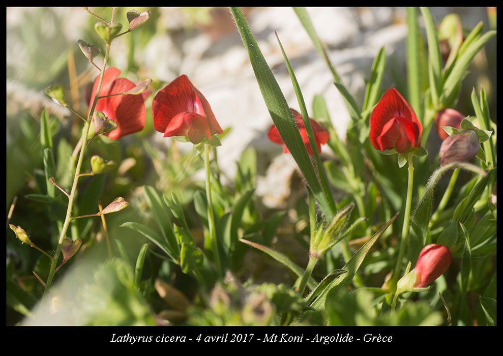 Lathyrus-cicera