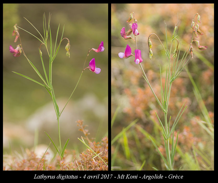 Lathyrus-digitatus