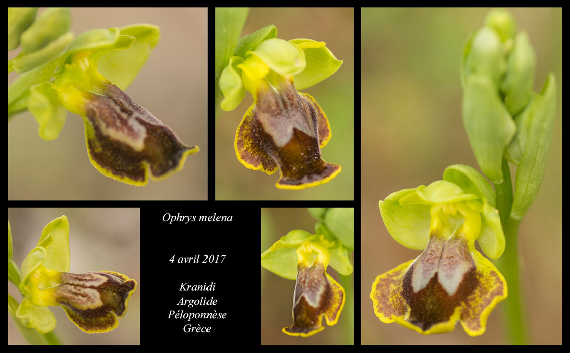 Ophrys-melena4
