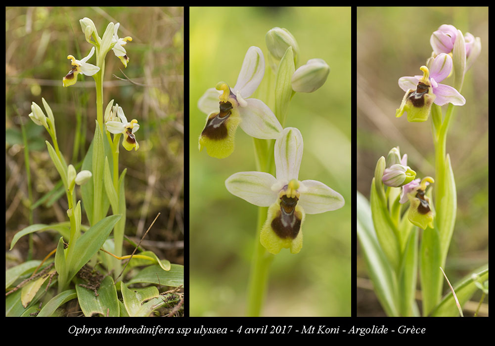 Ophrys-tenthredinifera-ssp-ulyssea