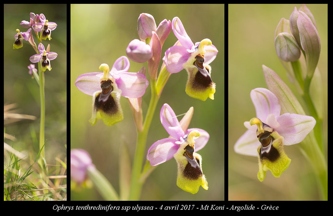 Ophrys-tenthredinifera-ssp-ulyssea2
