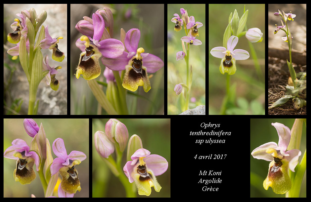 Ophrys-tenthredinifera-ssp-ulyssea3