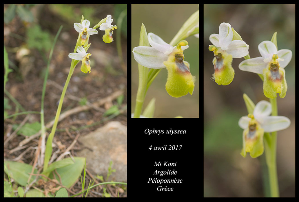 Ophrys-ulyssea