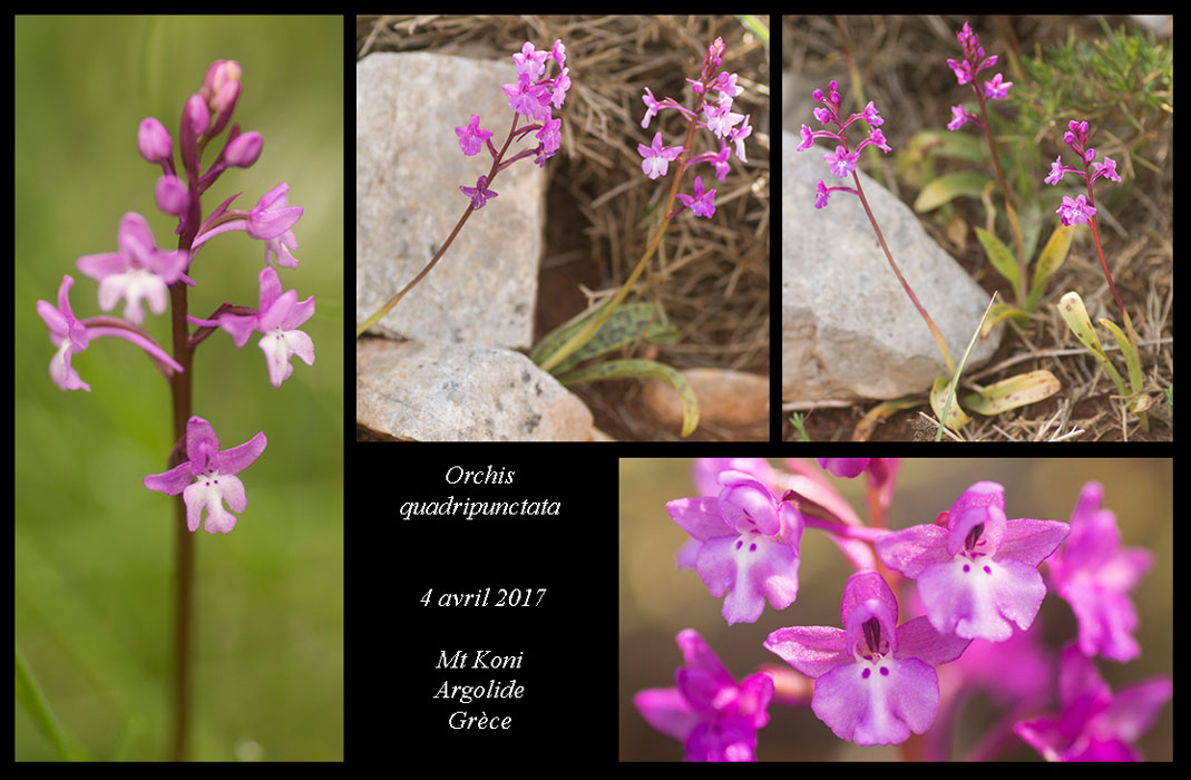 Orchis-quadripunctata