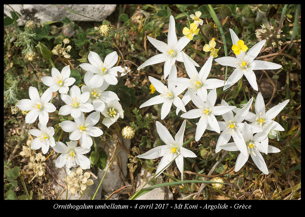 Ornithogalum-umbellatum