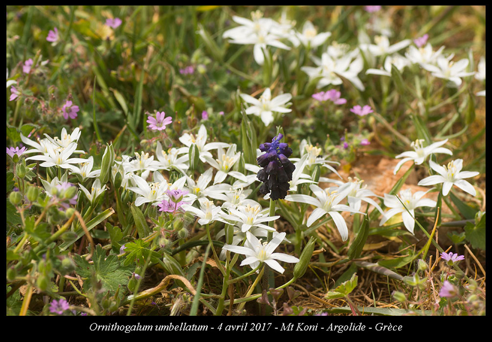 Ornithogalum-umbellatum2