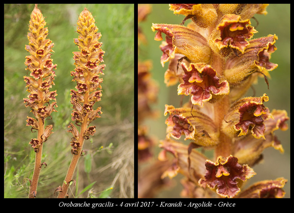 Orobanche-gracilis