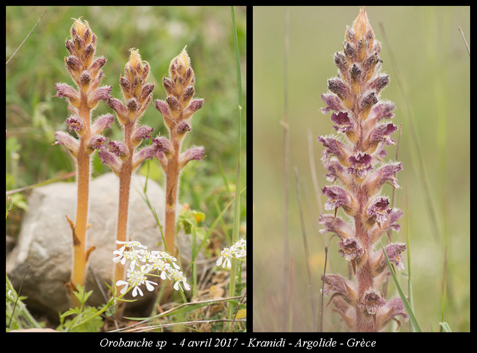 Orobanche-sp
