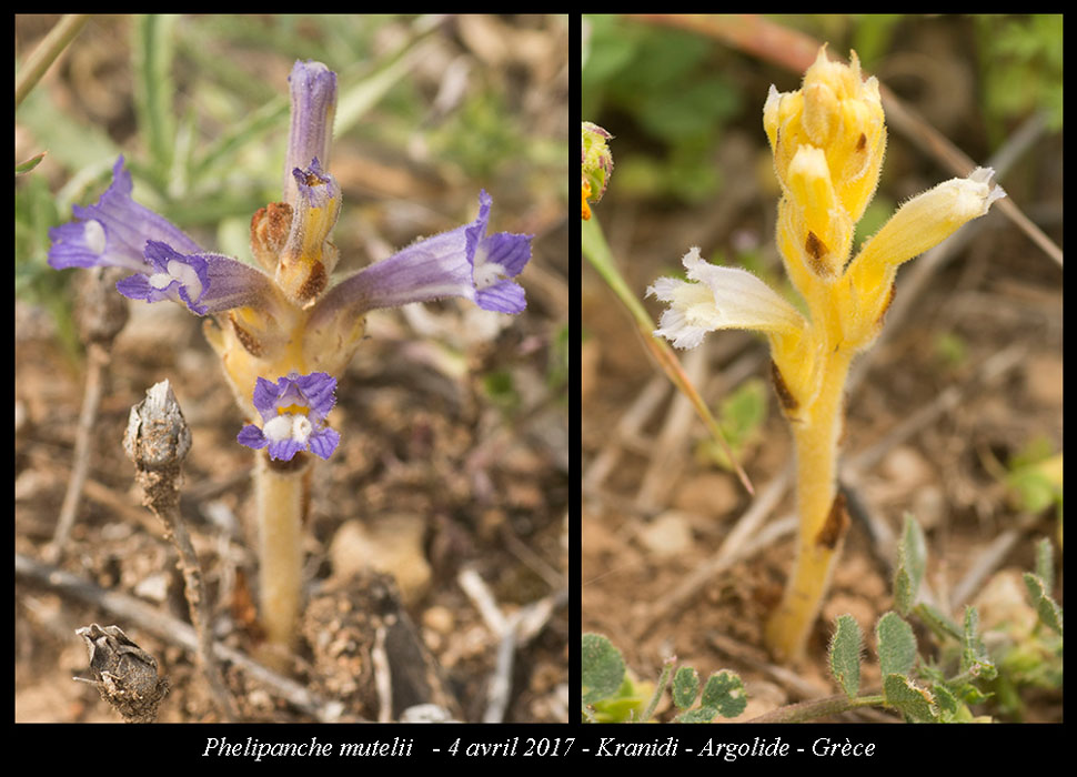 Phelipanche-mutelii