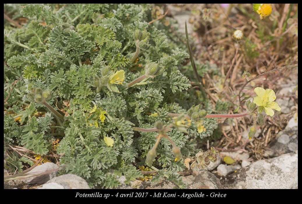 Potentilla-sp