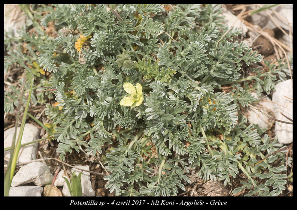 Potentilla-sp2