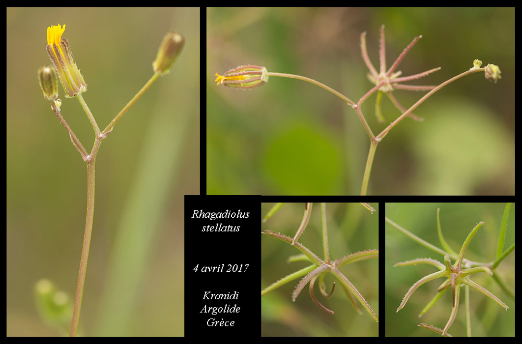 Rhagadiolus-stellatus