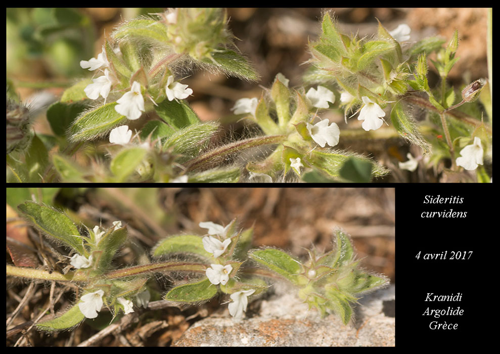 Sideritis-curvidens2