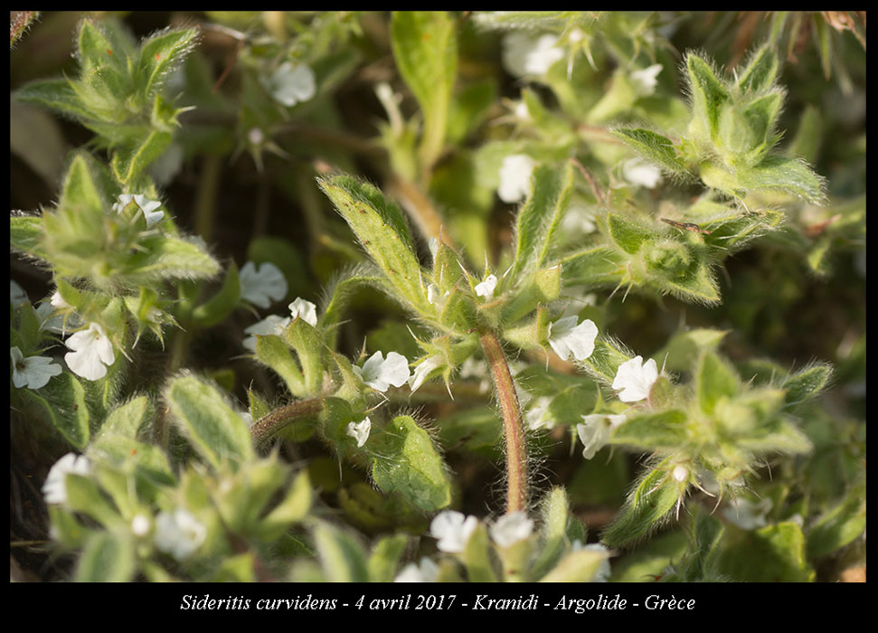Sideritis-curvidens3