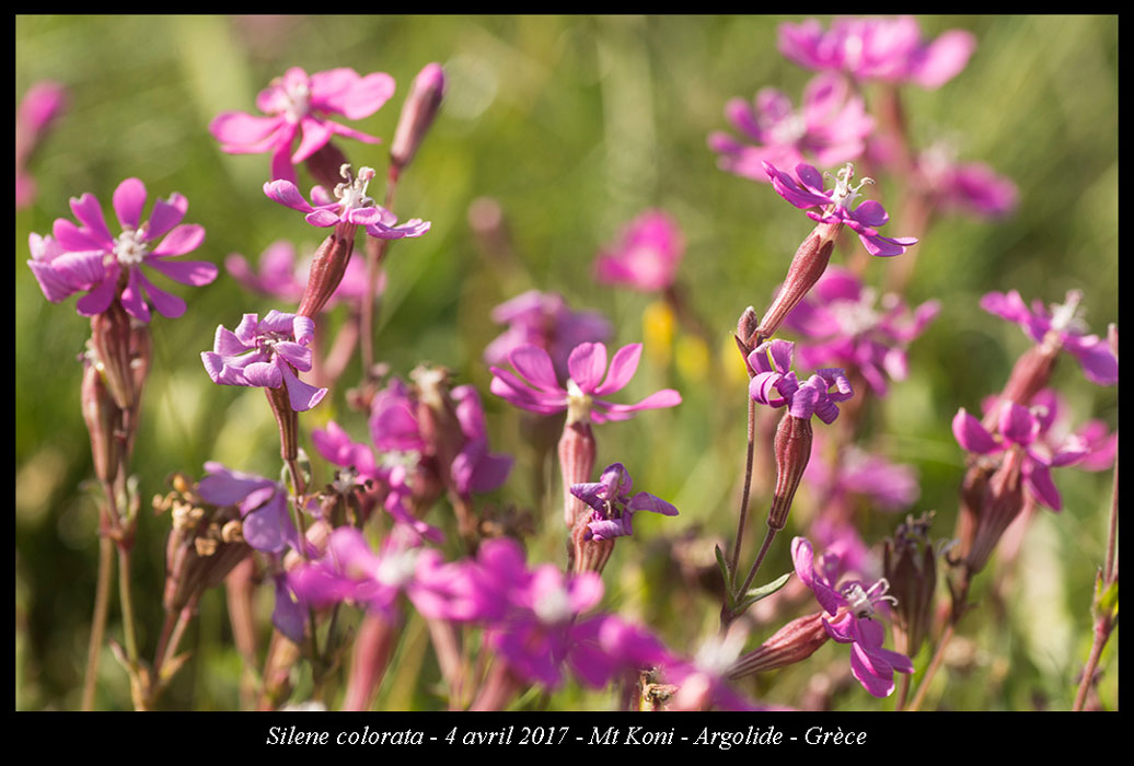 Silene-colorata