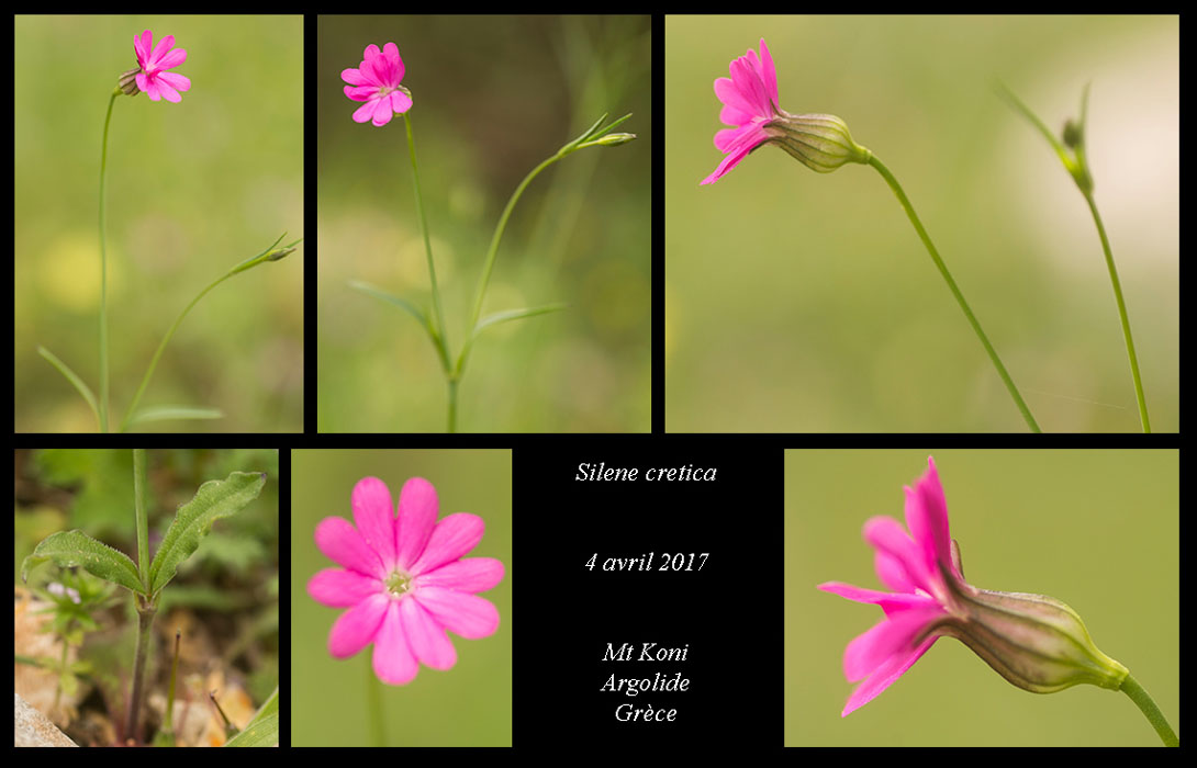 Silene-cretica