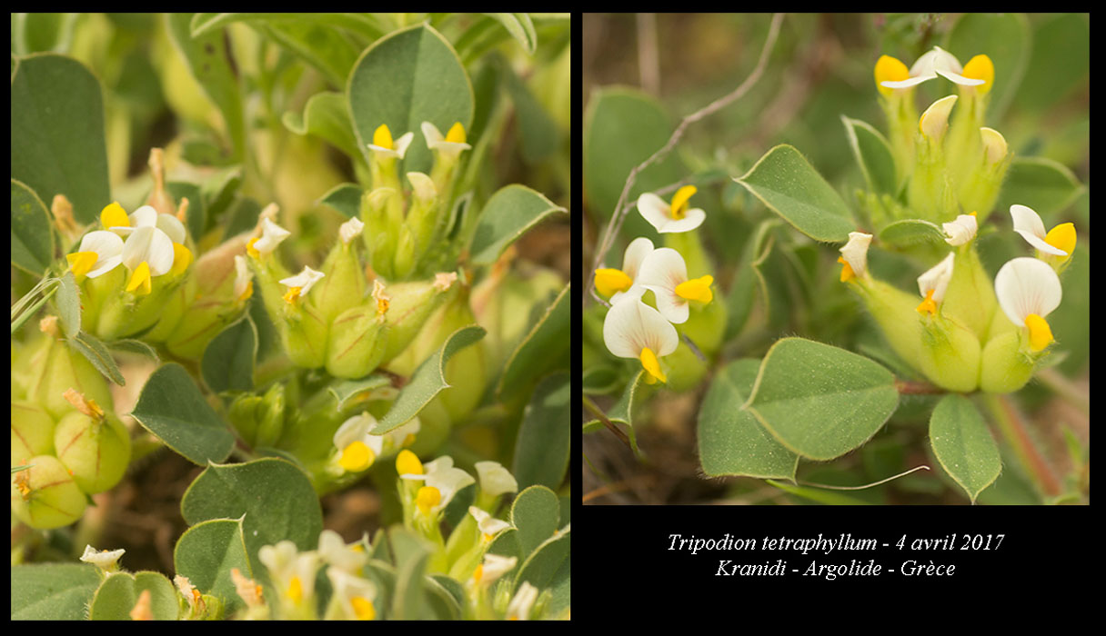 Tripodion-tetraphyllum