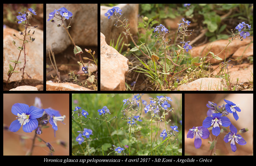 Veronica-glauca-ssp-peloponnesiaca