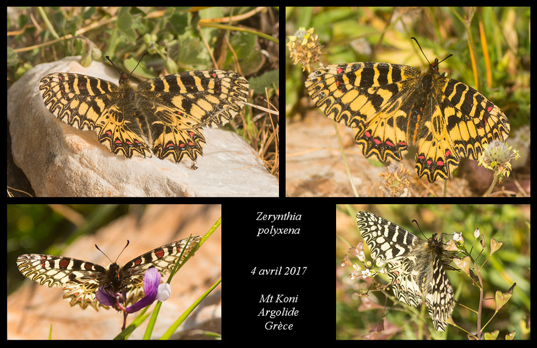 Zerynthia-polyxena
