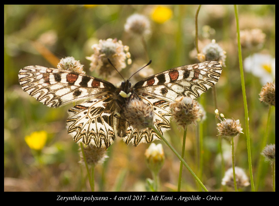 Zerynthia-polyxena3